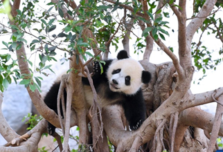 First locally-born giant panda cubs in HK get names