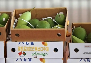 Bangladeshi mangoes enter China for the first time