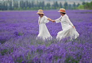 Lavender tourism festival promotes economic development in China