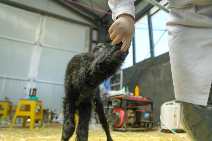 Chinese scientists successfully clone yak