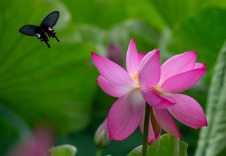 Summer scenery across China