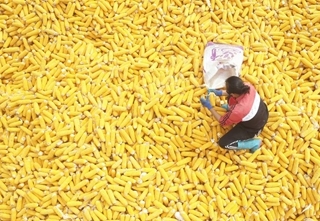 Autumn harvest in full swing across China