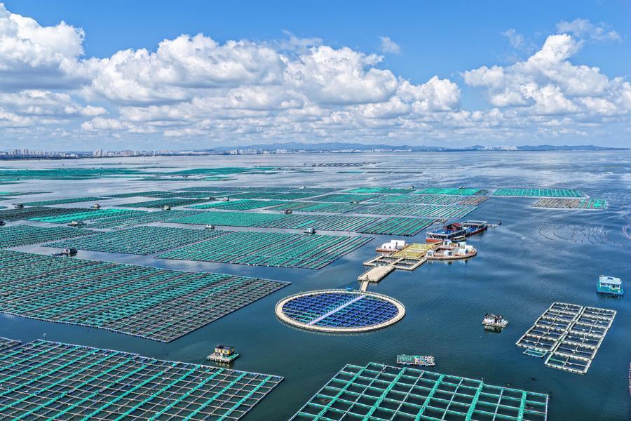 Shandong builds marine farms to enrich "blue food depot"