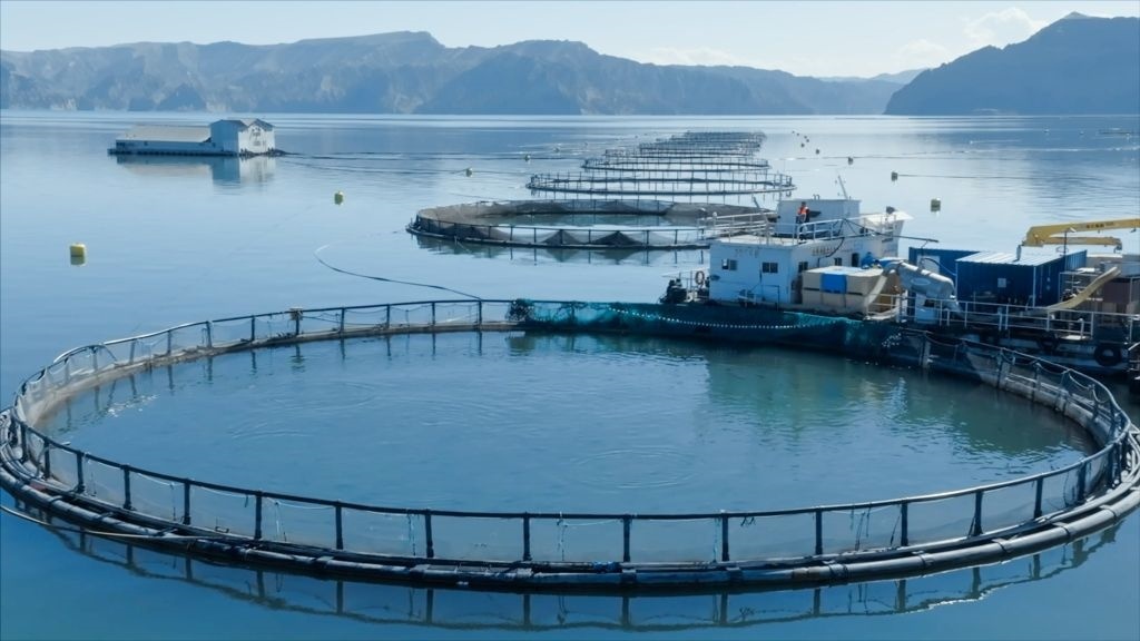 Chinese plateau salmon expands into global markets