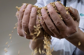 China moves to strengthen food security across grain supply chain in 2026-2030